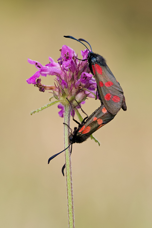 Six-Spot Burnet Moths Mating